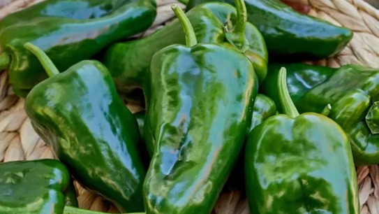 START - Pepper Hot - Ancho/Poblano