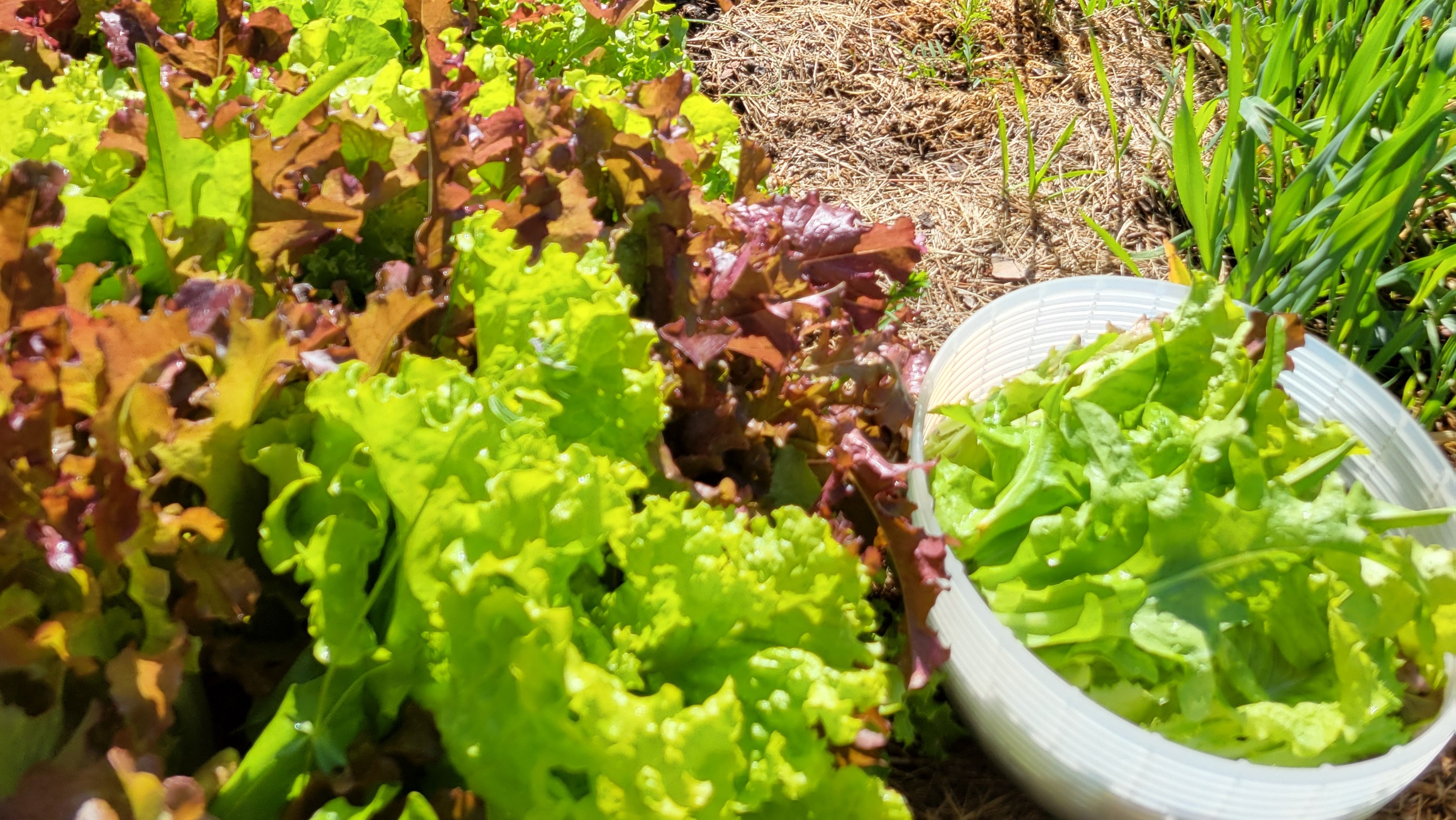 Thumbnail image 1 for Lettuce