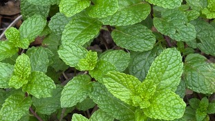 Peppermint - fresh