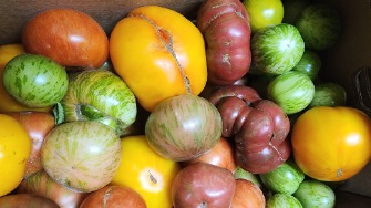 Heirloom Tomatoes