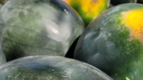 Watermelon Seedless