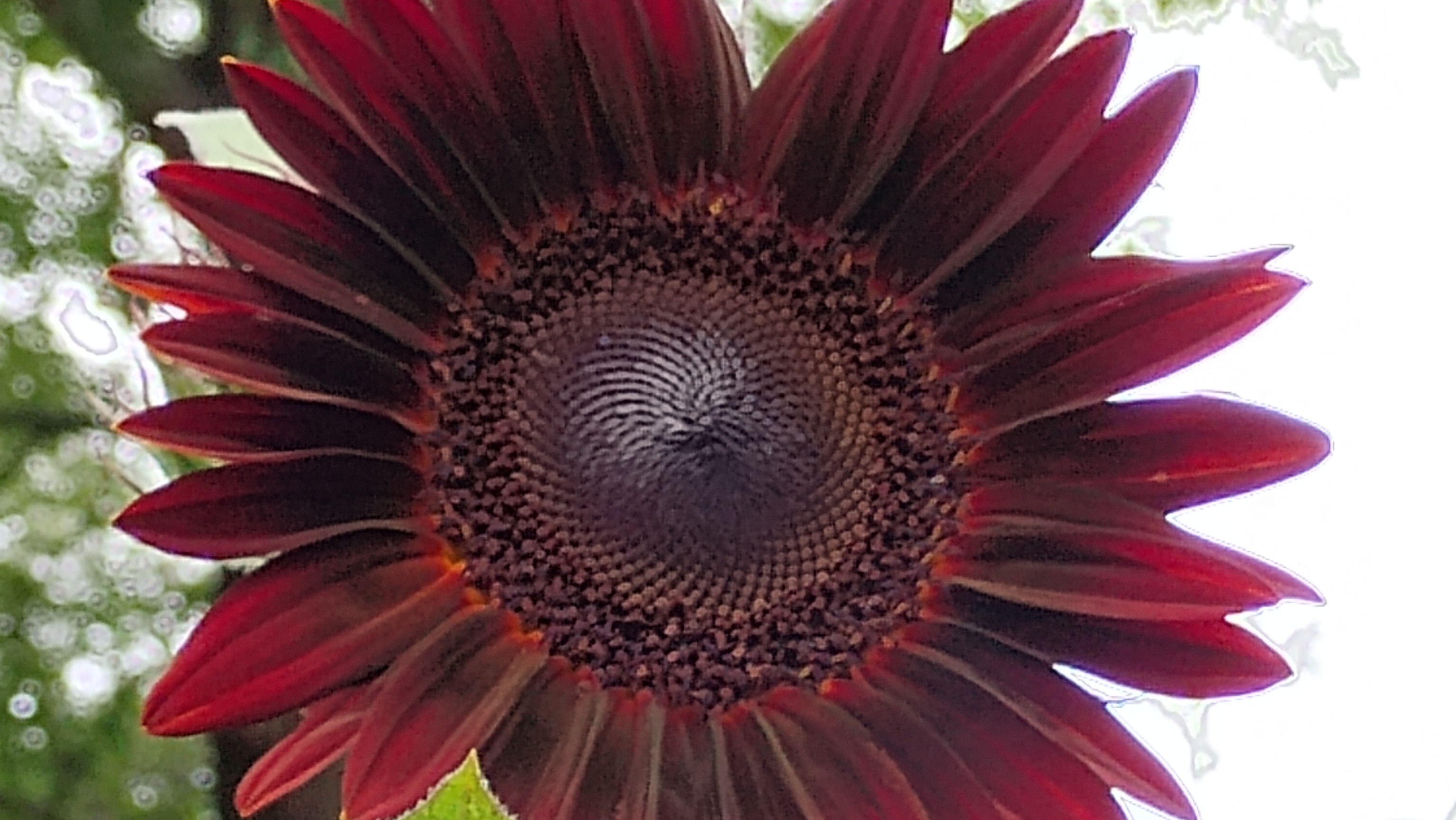 Sunflower seeds - Chocolate
