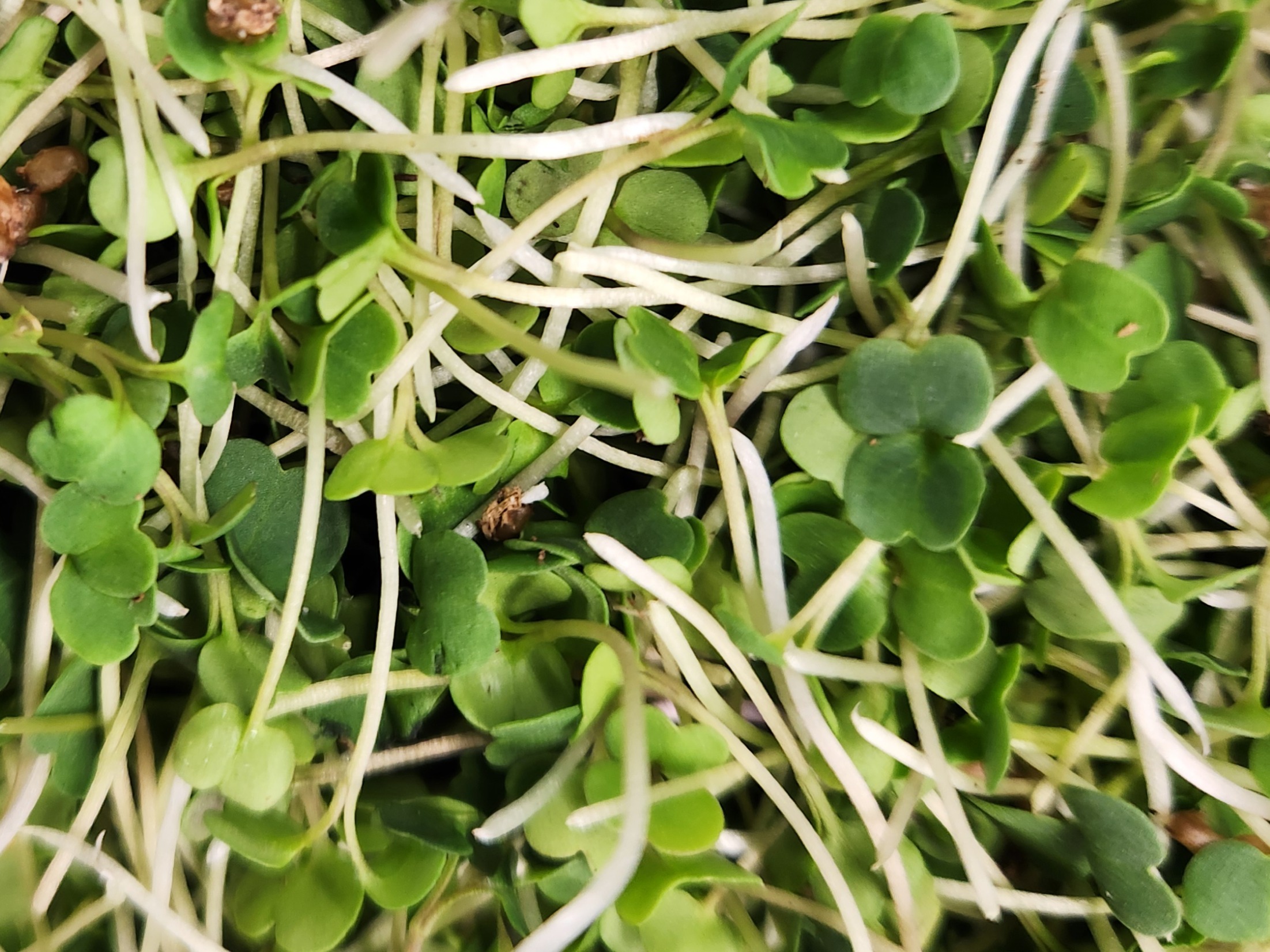 Thumbnail image 2 for CRC - Spicy Mustard Microgreens - 1 oz.
