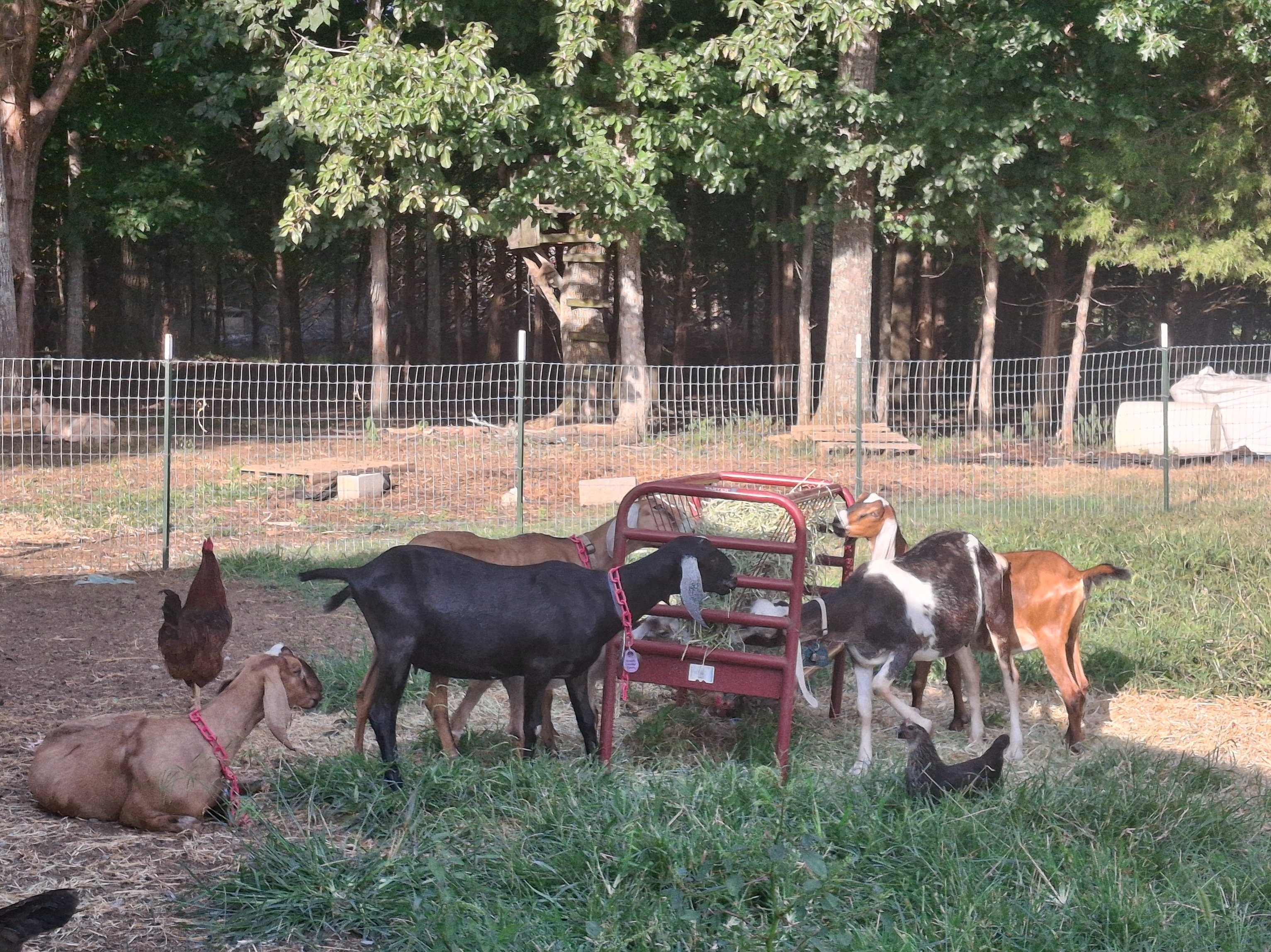 Quart of goat milk