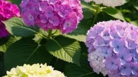 Hydragea Macrophylla Flowers