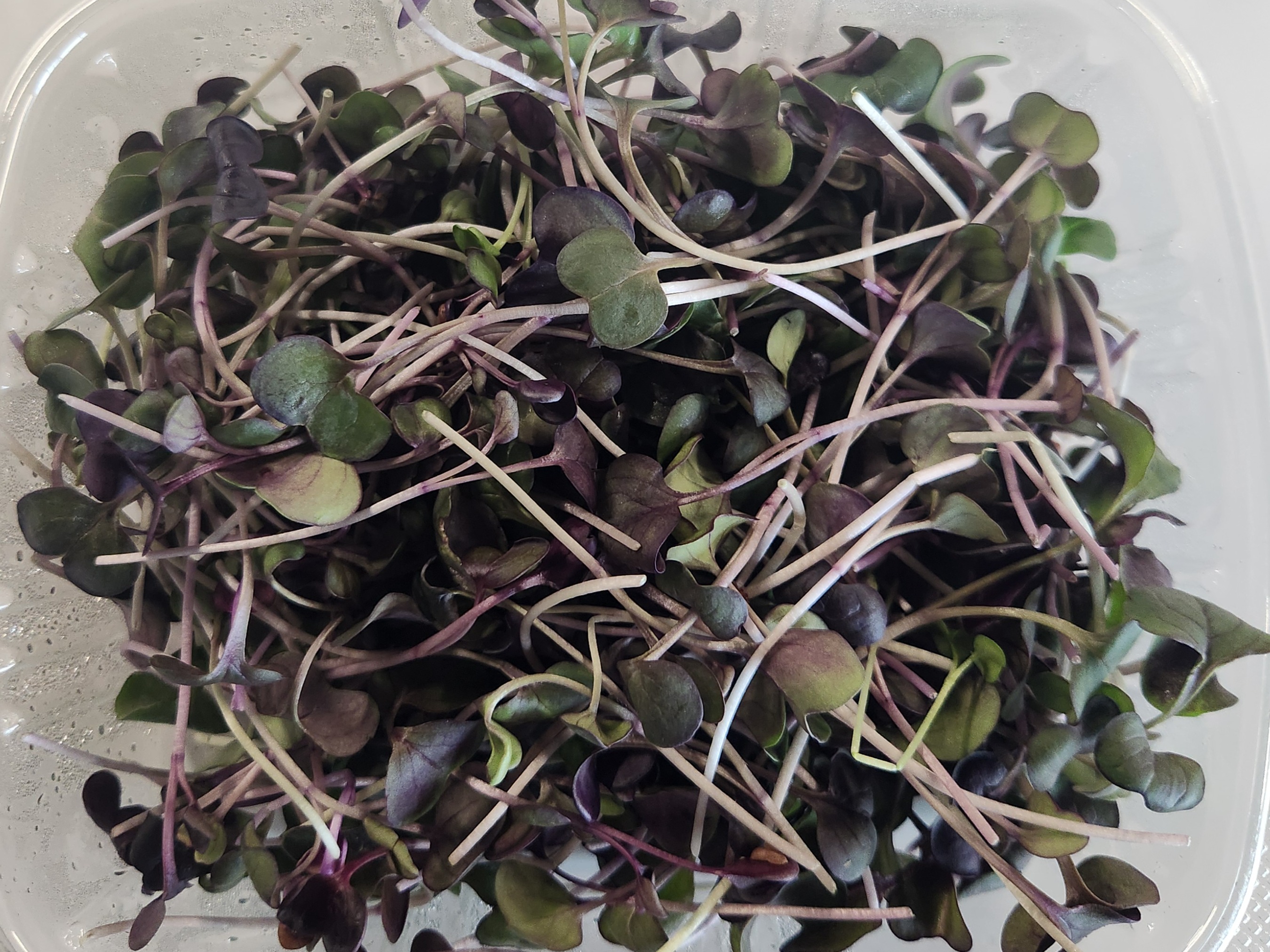 Thumbnail image 2 for Radish 2 oz