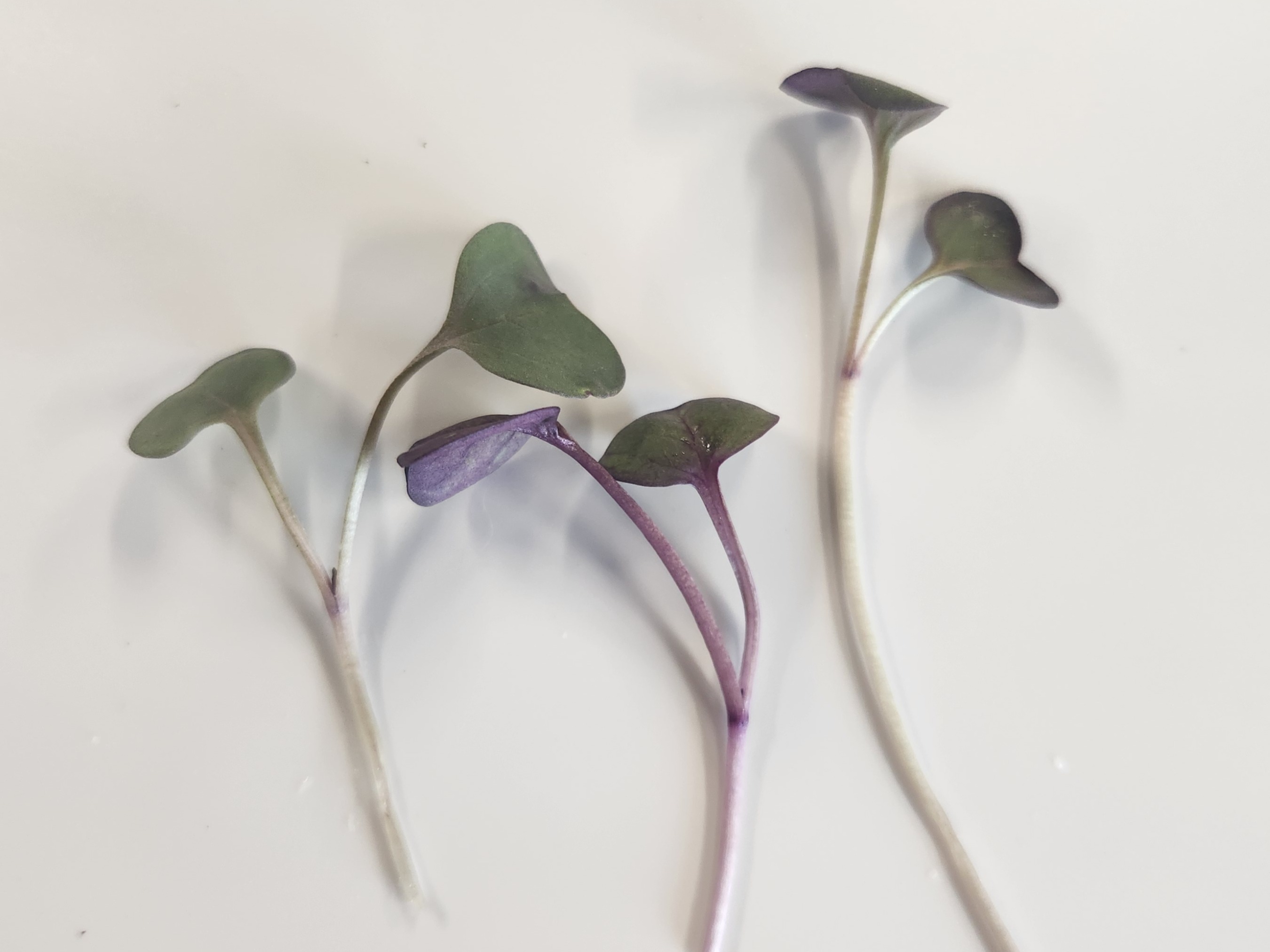 Thumbnail image 4 for Radish 2 oz
