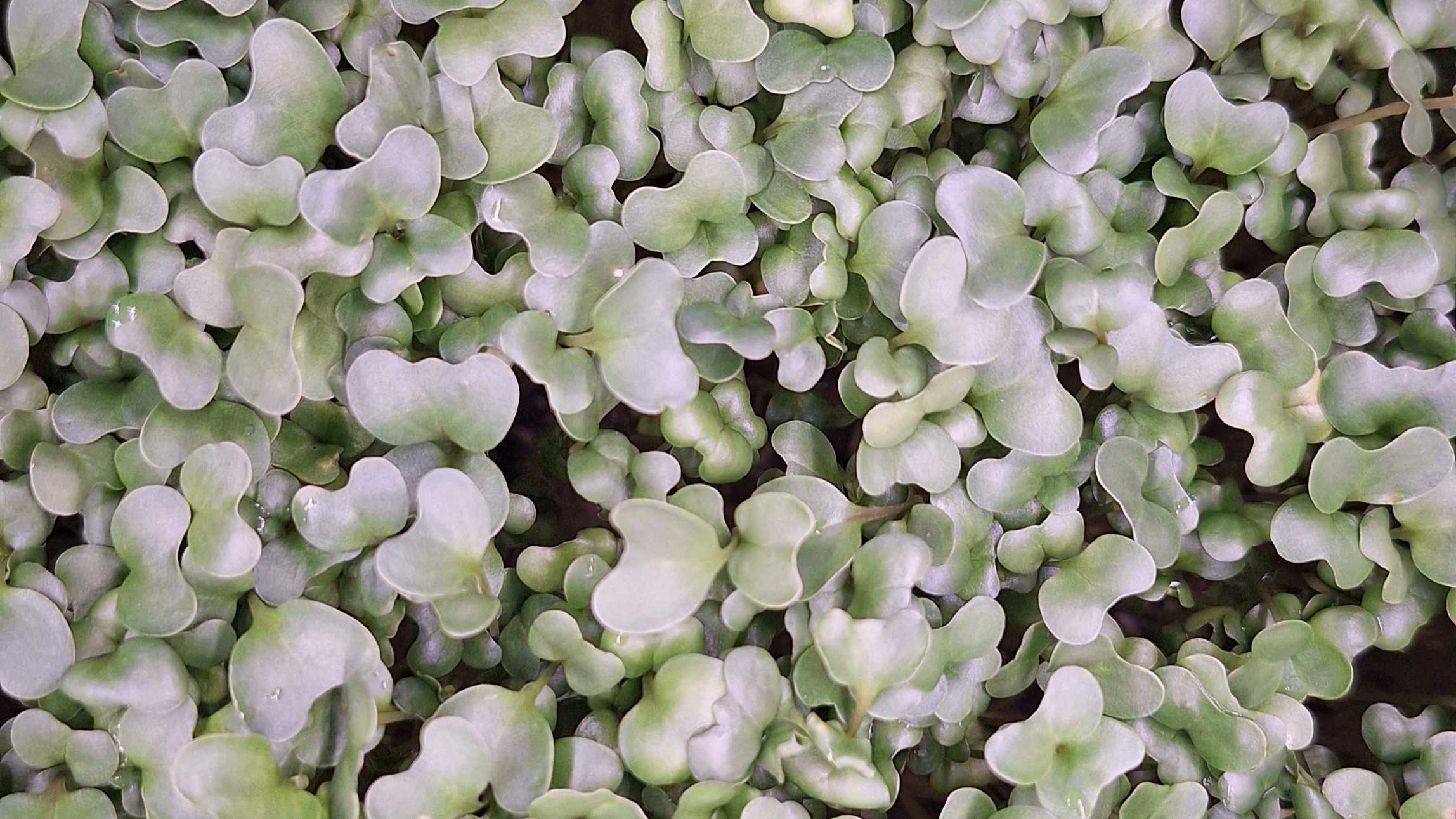 Broccoli Microgreens
