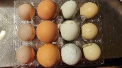 FARM FRESH EGGS