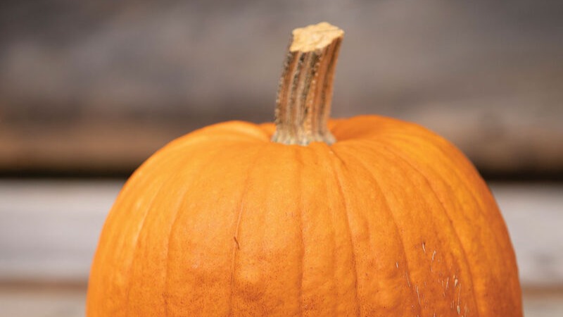 START - Pumpkin - New England Pie