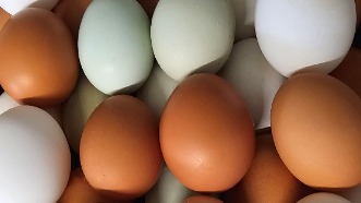 1 doz Unwashed eggs
