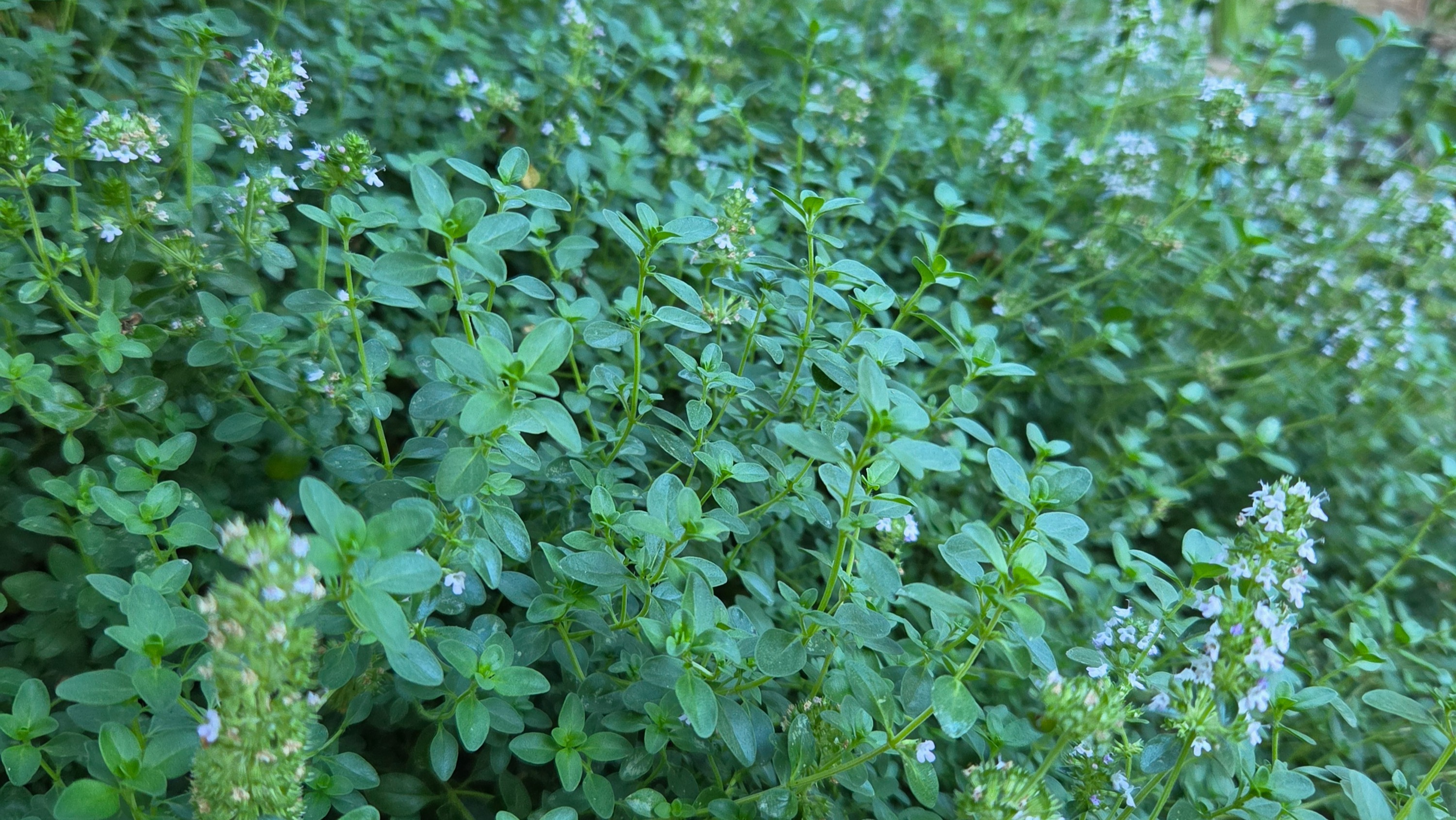 Fresh Thyme