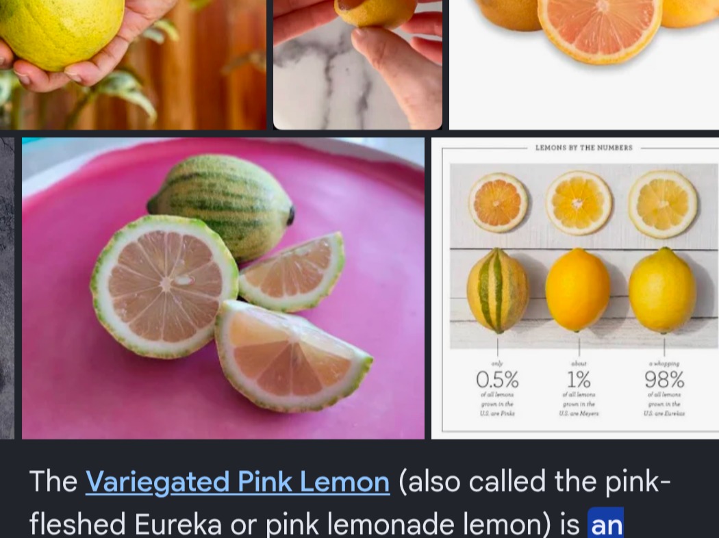 Verigated Pink Lemon