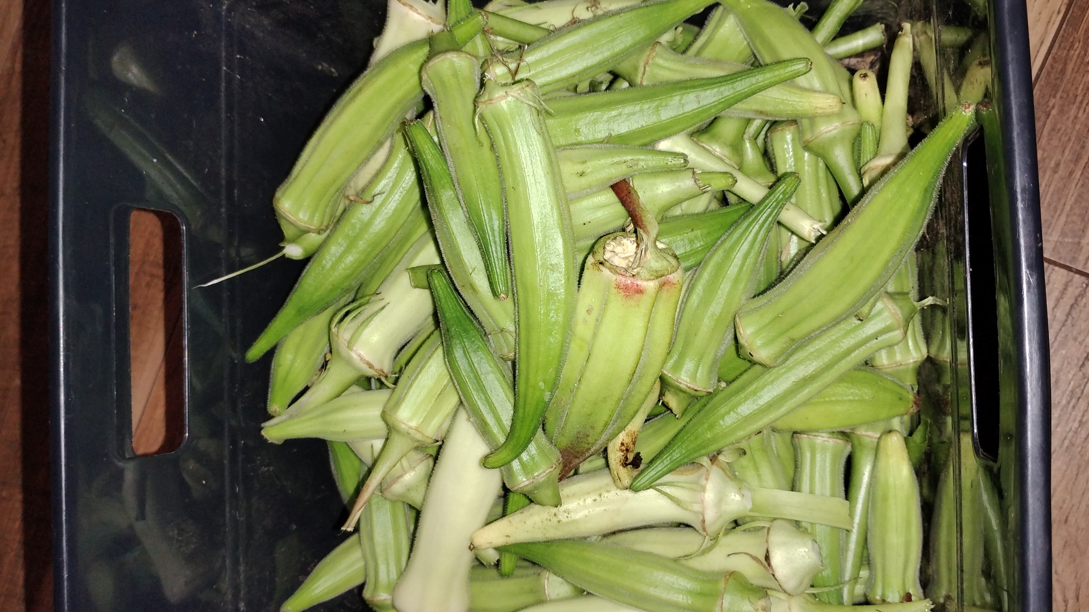 Thumbnail image 2 for Okra