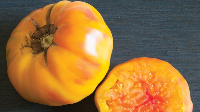 START - Tomato - Striped German