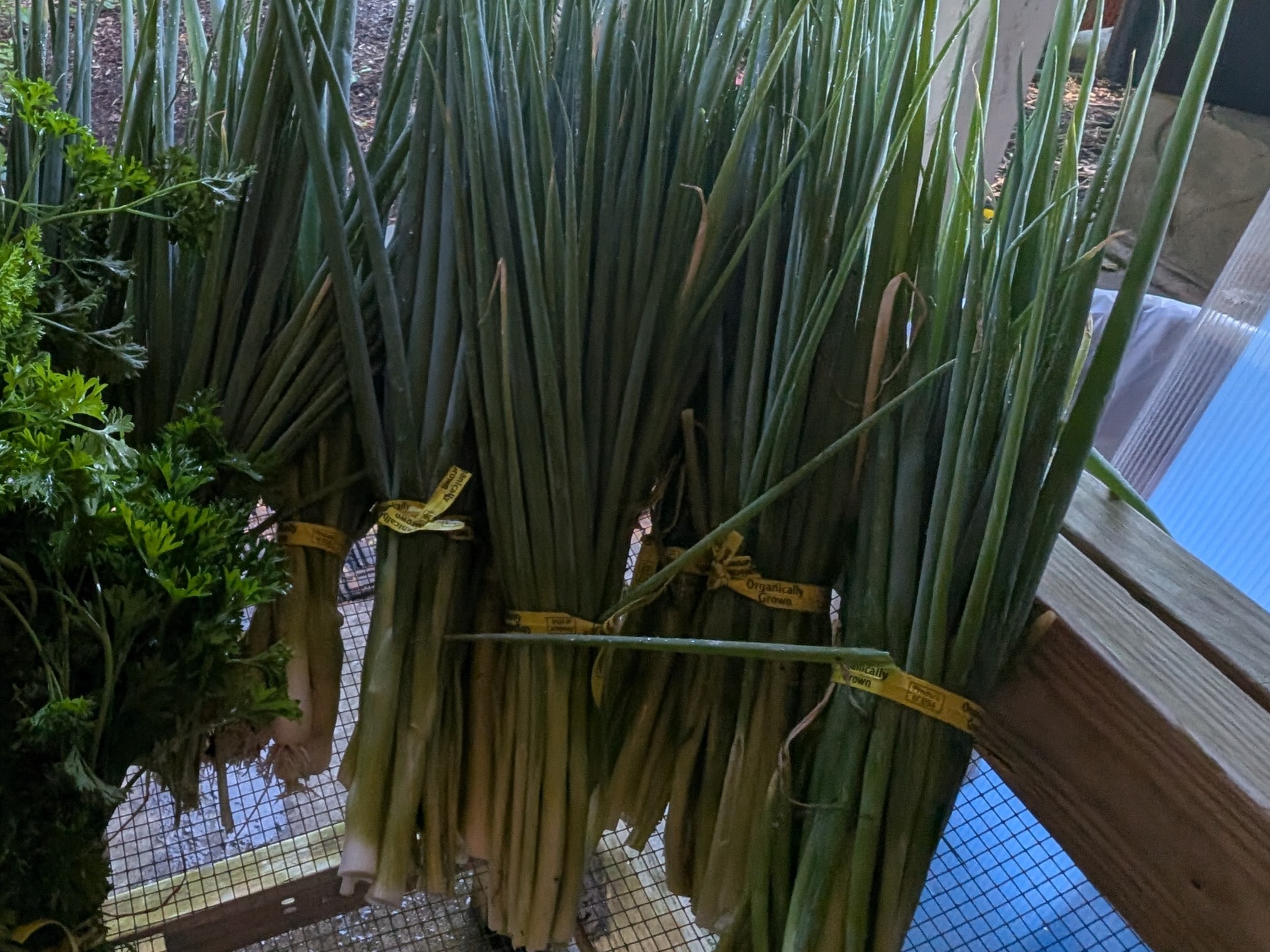 Thumbnail image 1 for Green onion
