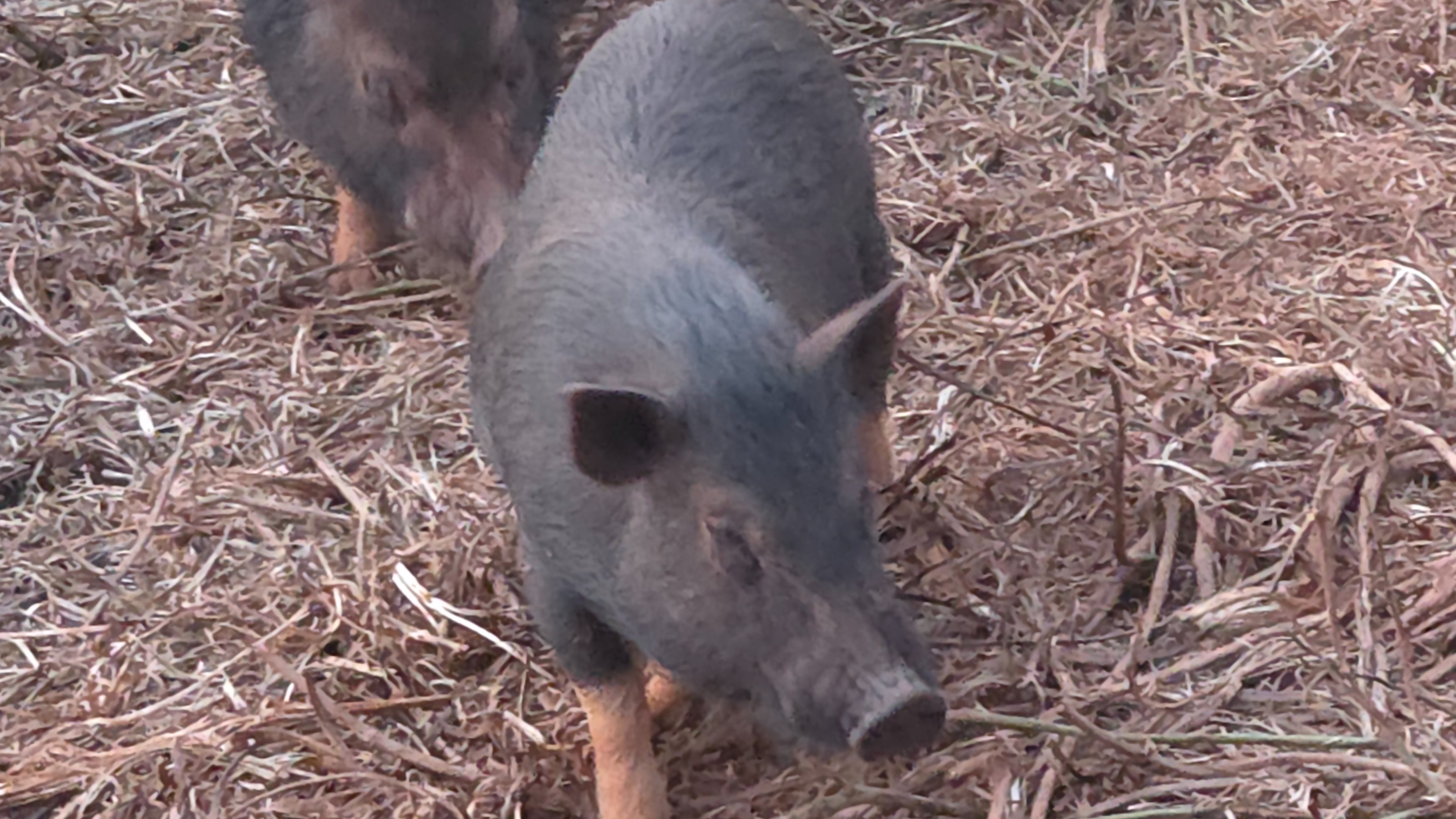 Half hog 
