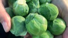 STARTS - Brussels Sprouts - Silvia