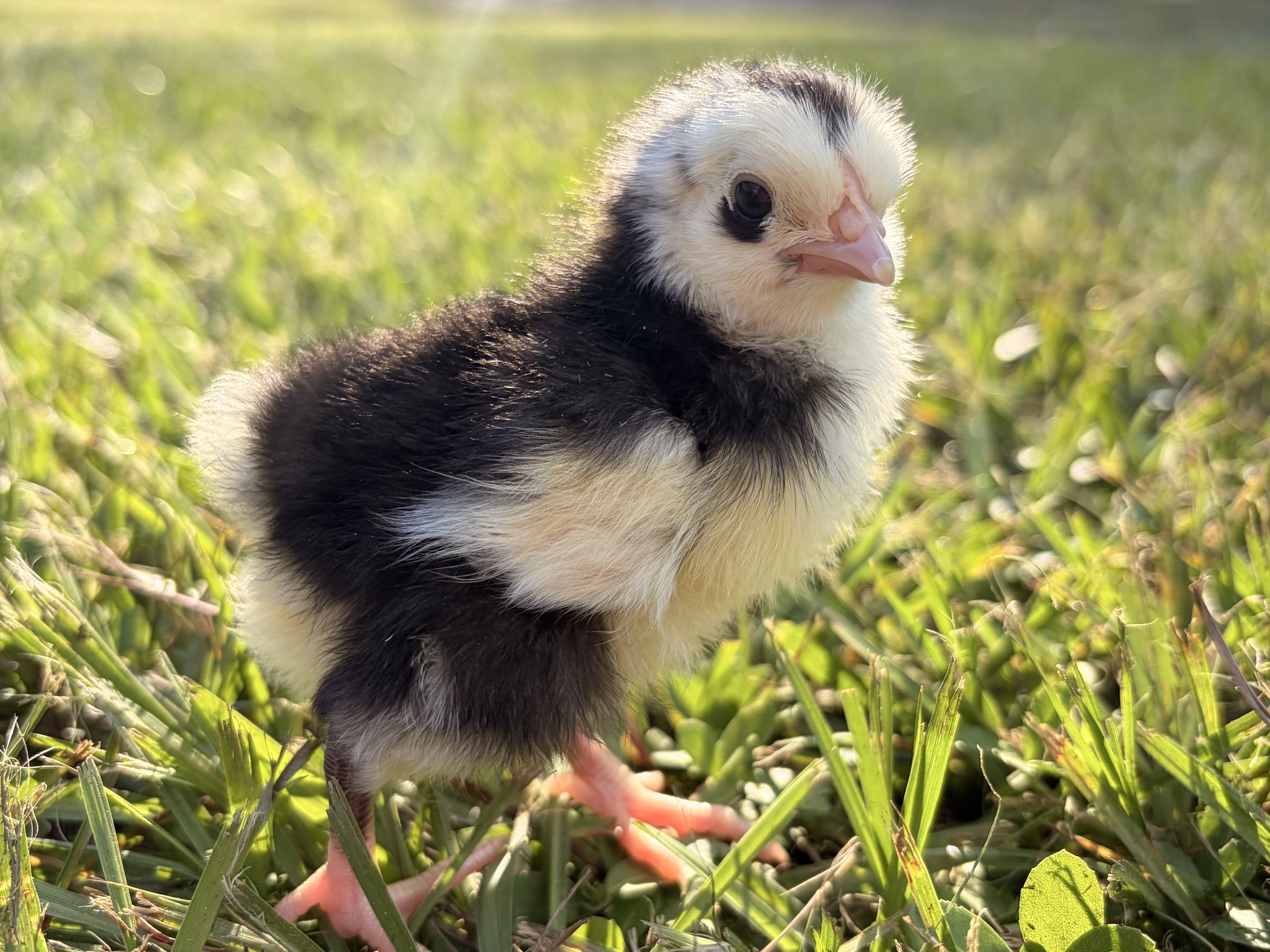 Thumbnail image 1 for Chicks!