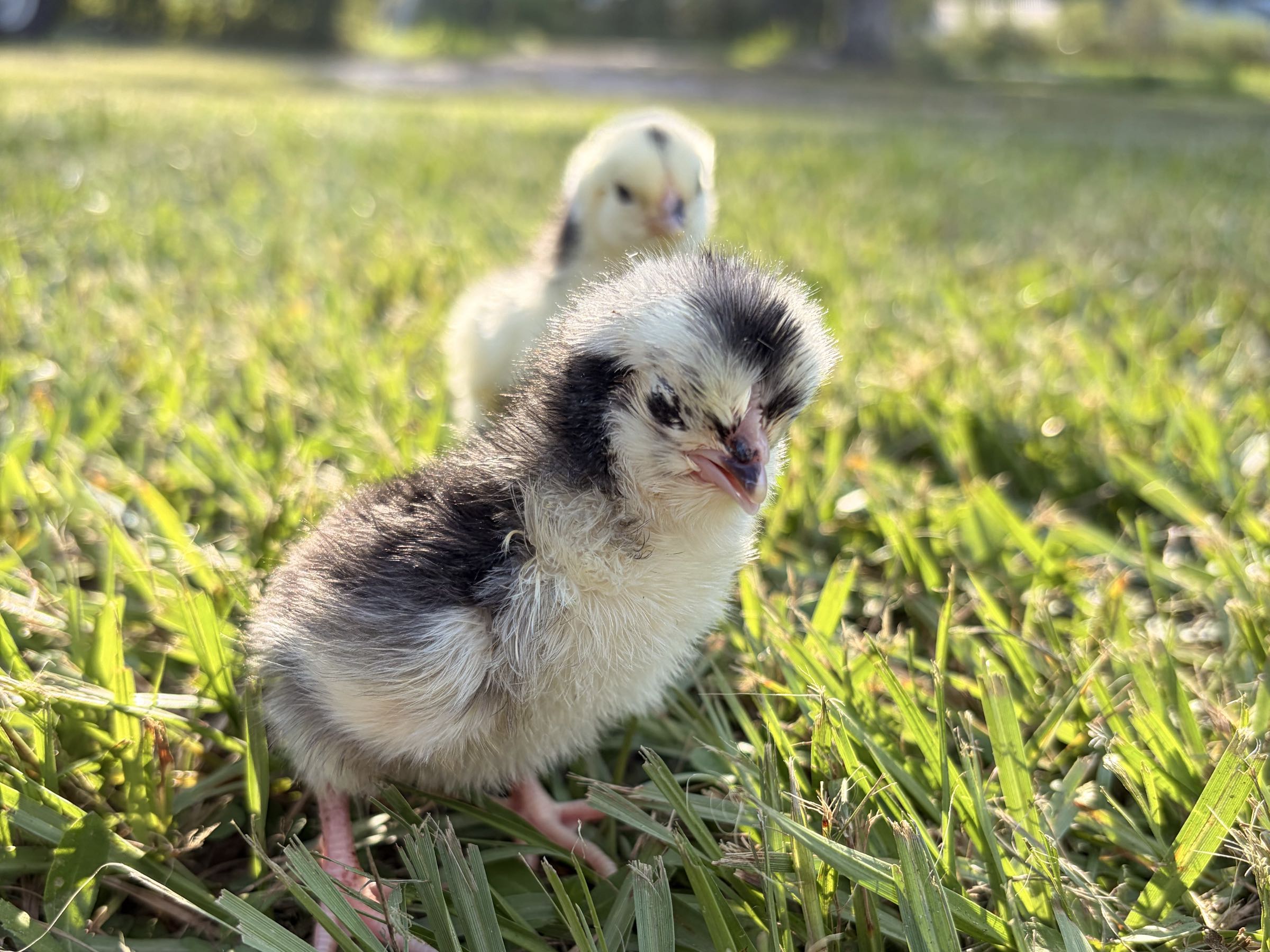 Thumbnail image 3 for Chicks!