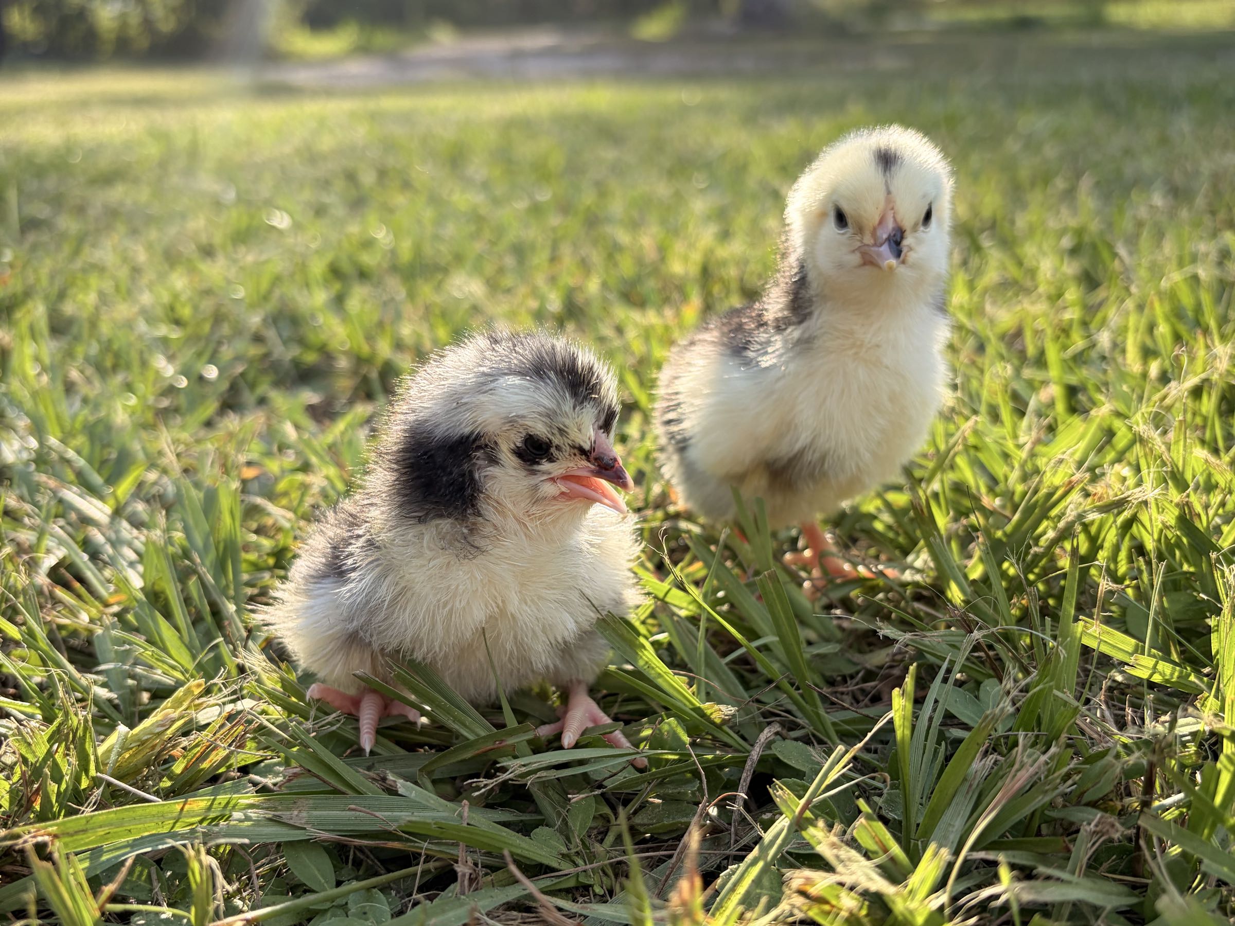 Thumbnail image 4 for Chicks!