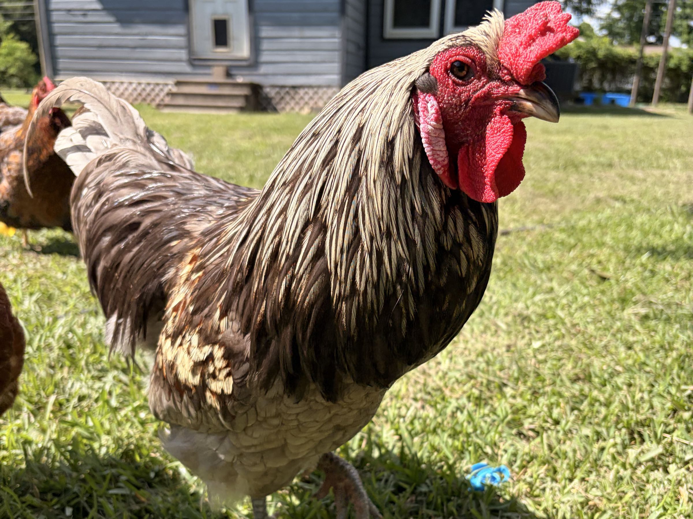 Thumbnail image 1 for Free Easter Egger Rooster