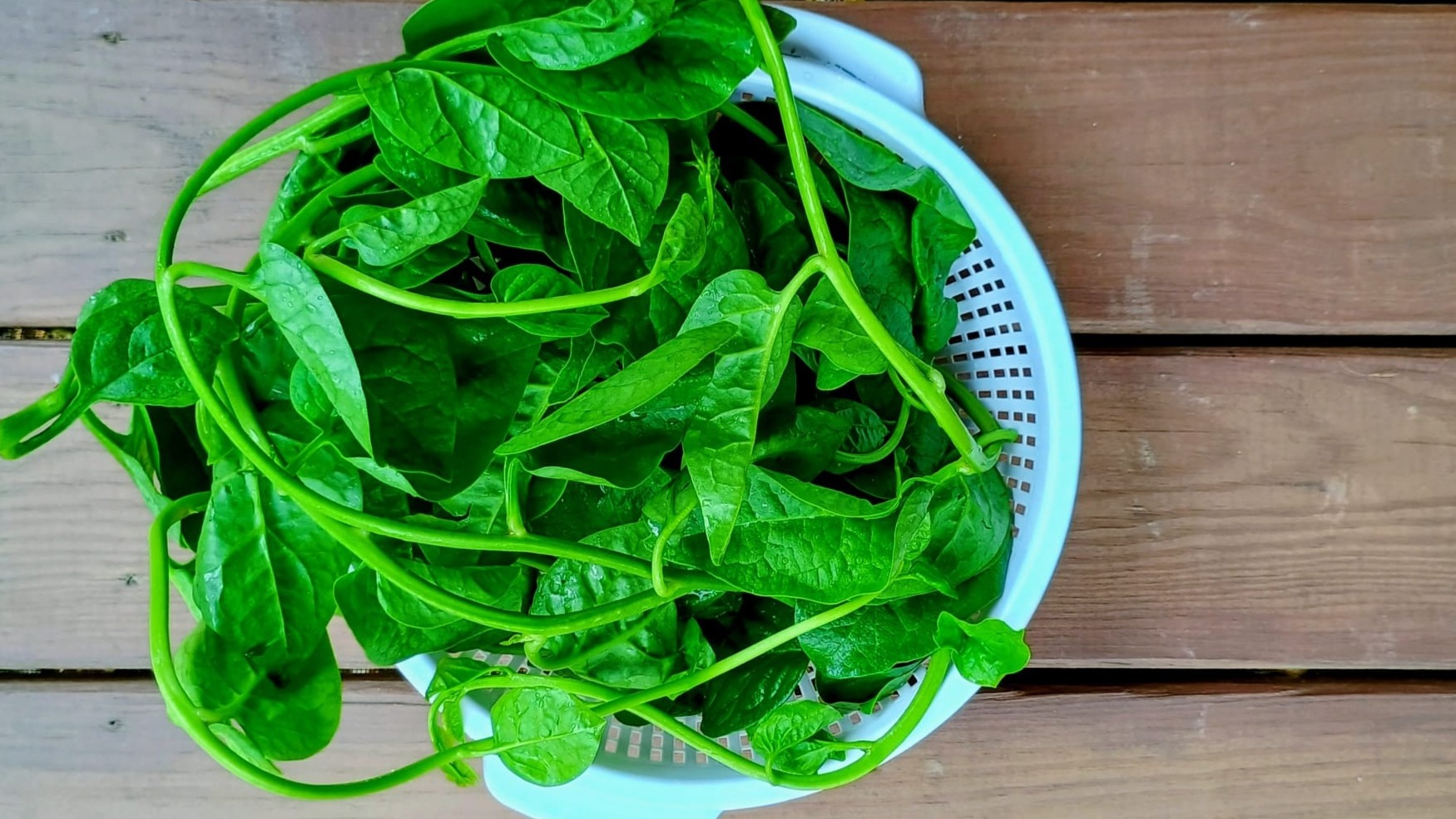 Malabar Spinach (Poi Saag / Bachali Kura)