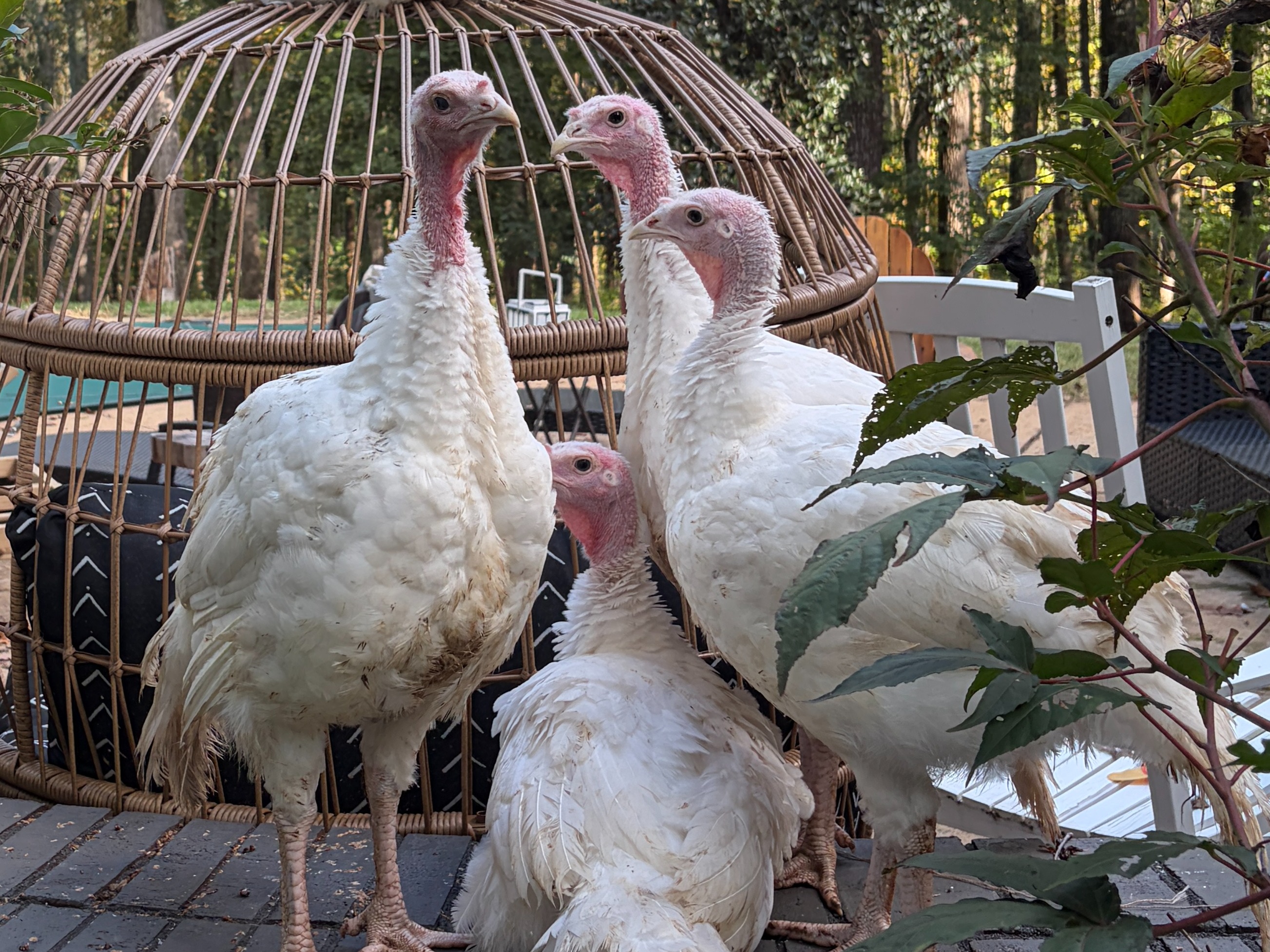 Thumbnail image 1 for DEPOSIT for Whole Free-Range Turkey