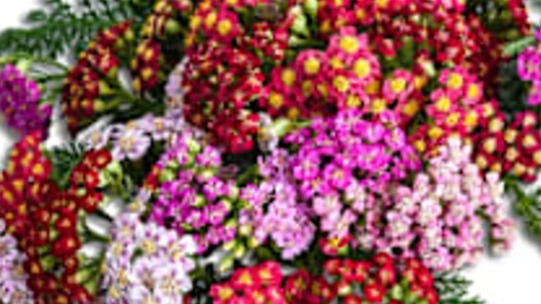 START - Yarrow - Flavorburst Fruitbowl