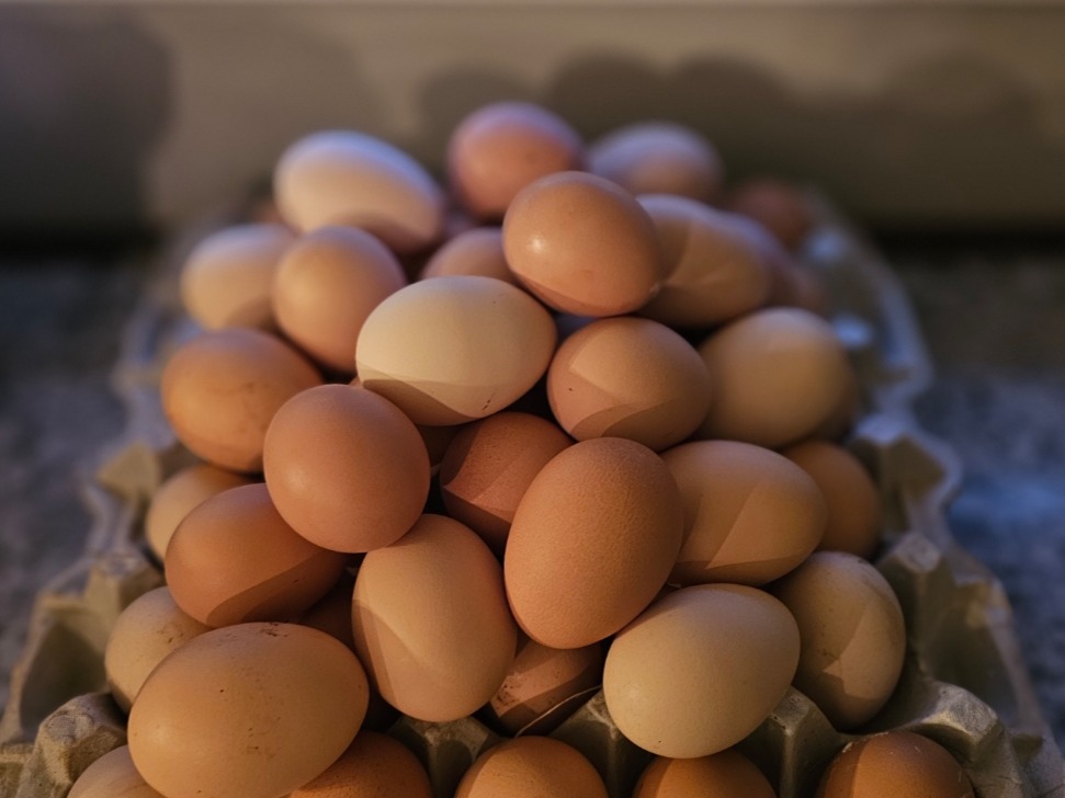 Thumbnail image 1 for Small Farm Fresh Eggs - 1 Dozen
