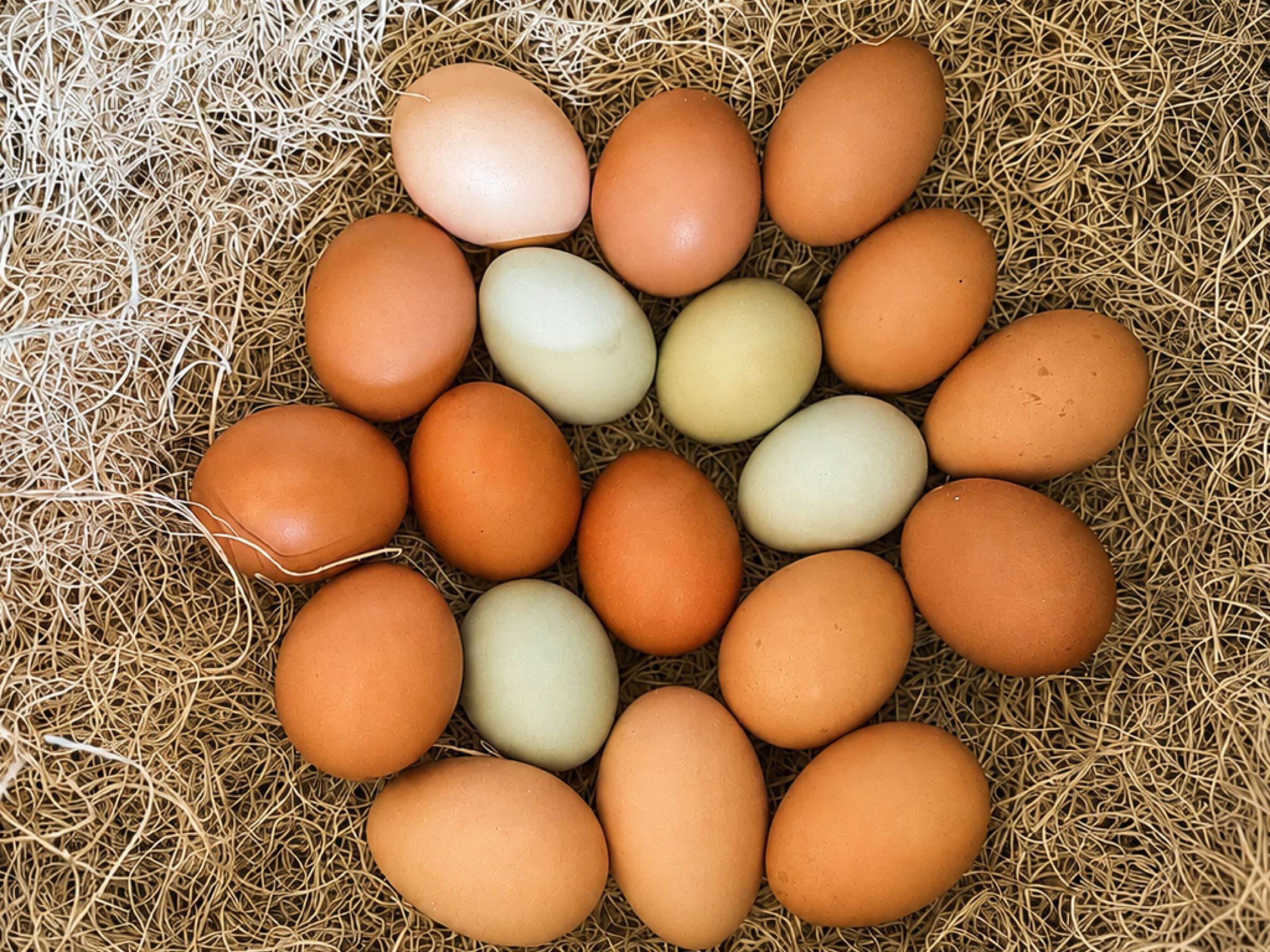 Free-Range Eggs - 1 Dozen