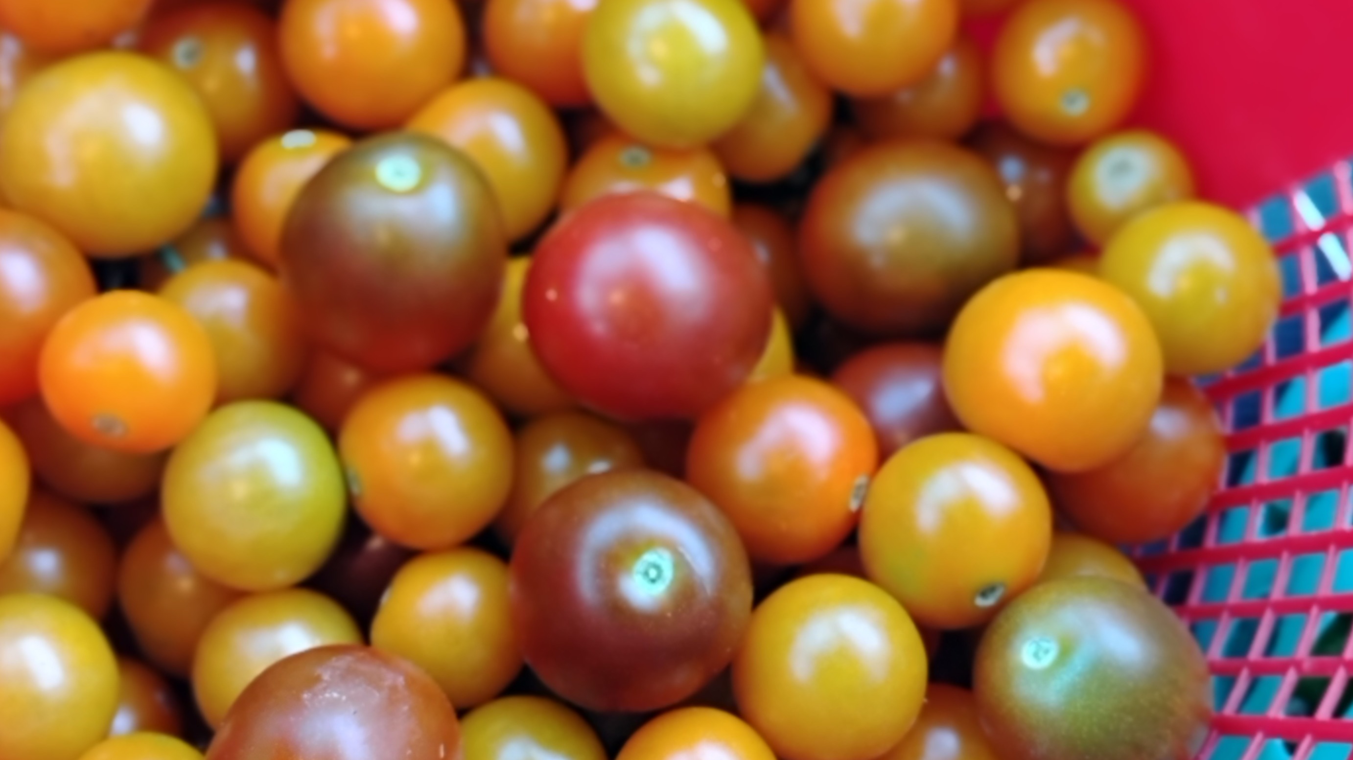 Tomatoes