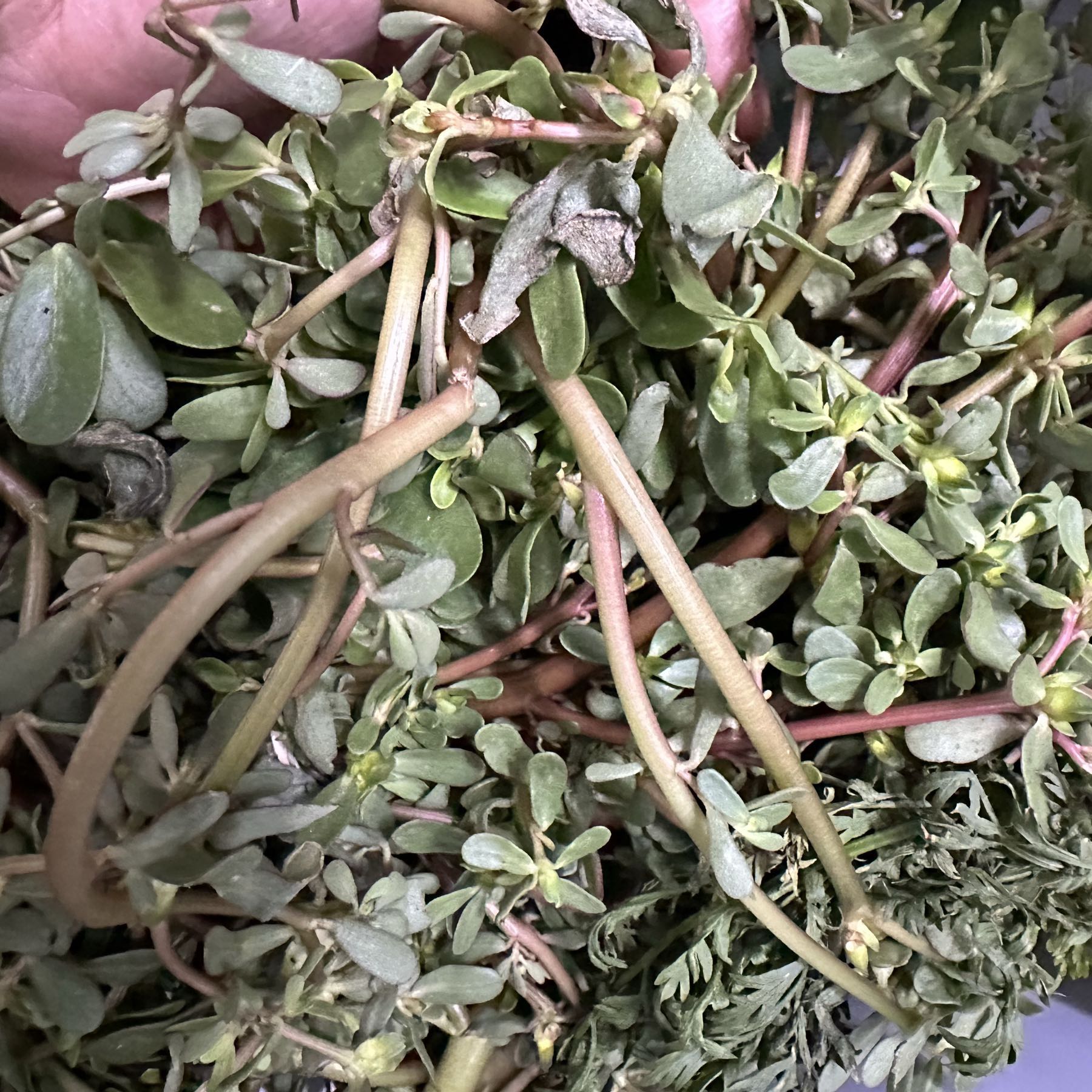 Purslane