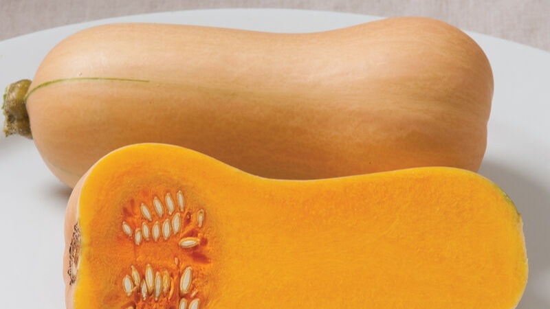 START - Winter Squash - Butterscotch PMR