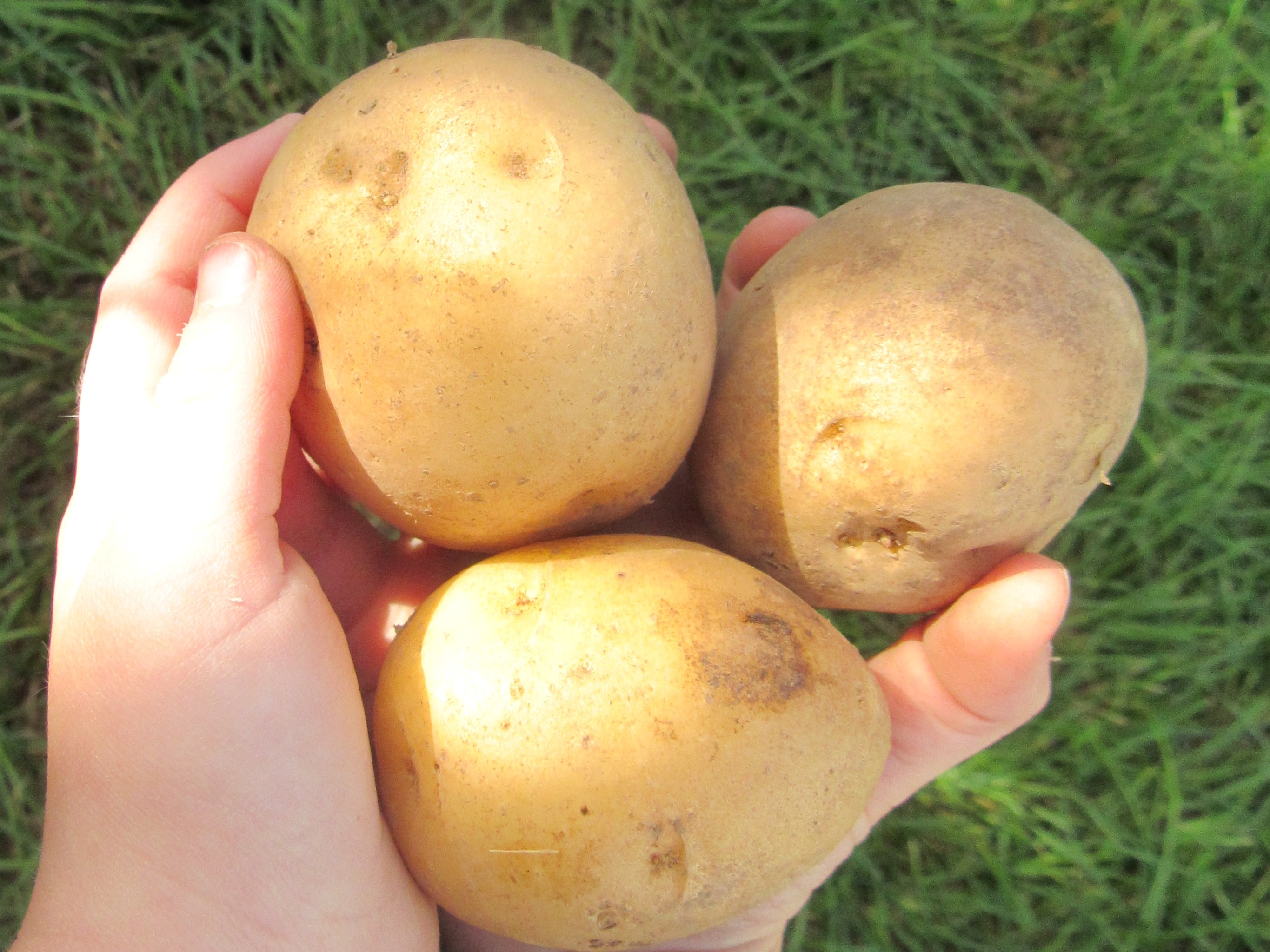 Certified Organic Gold Potatoes