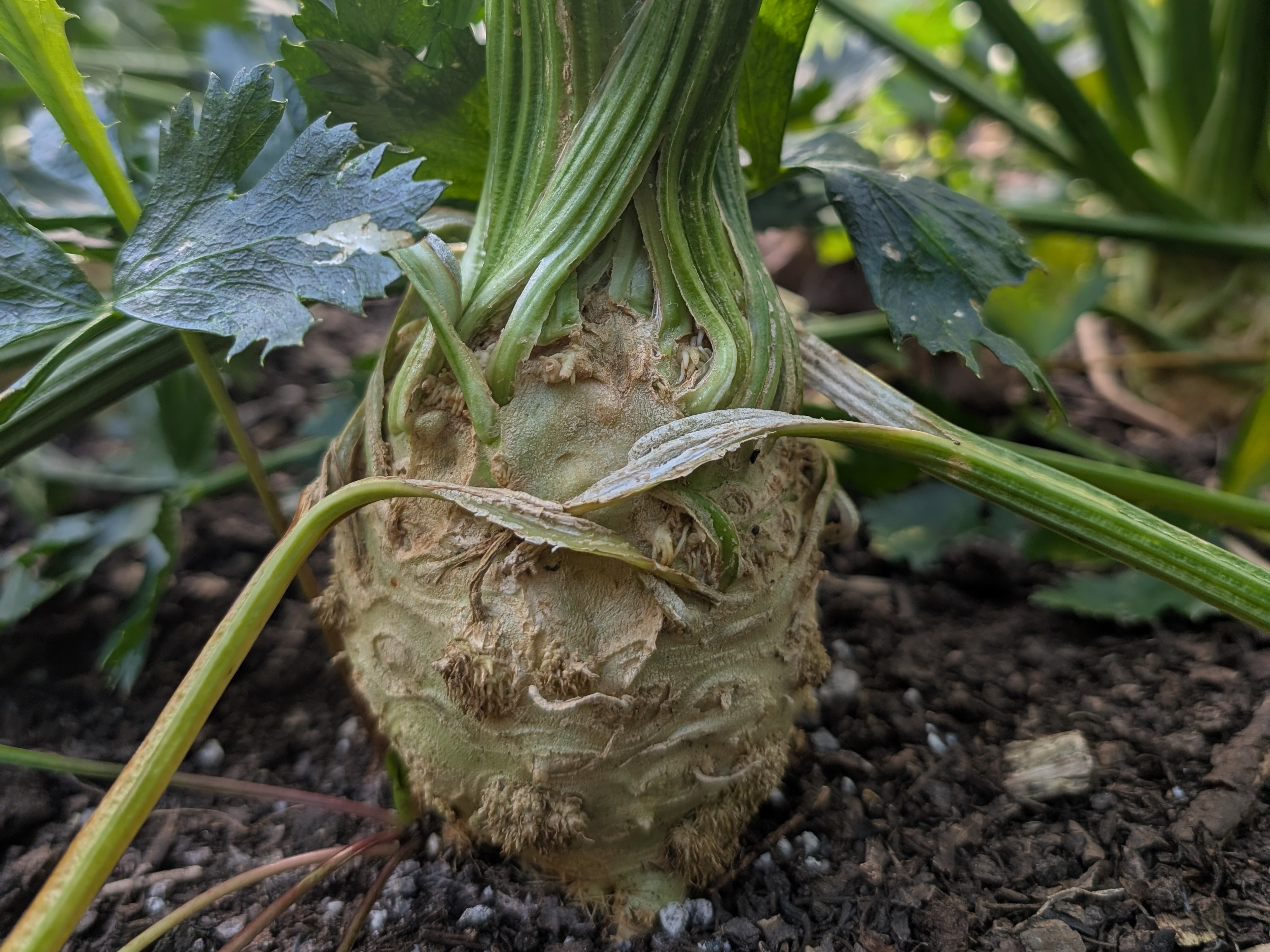 Thumbnail image 1 for Celeriac