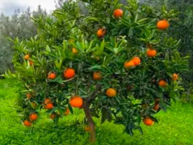 Navel oranges