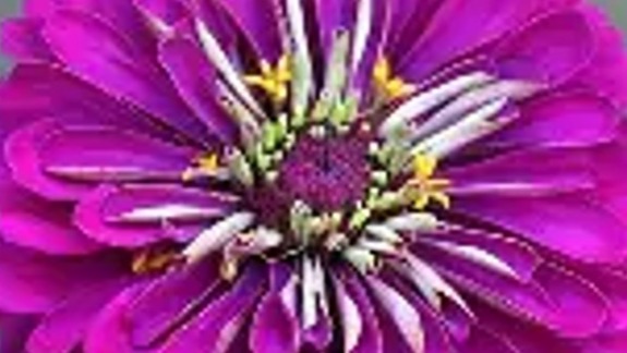 START - Zinnia - Purple Prince