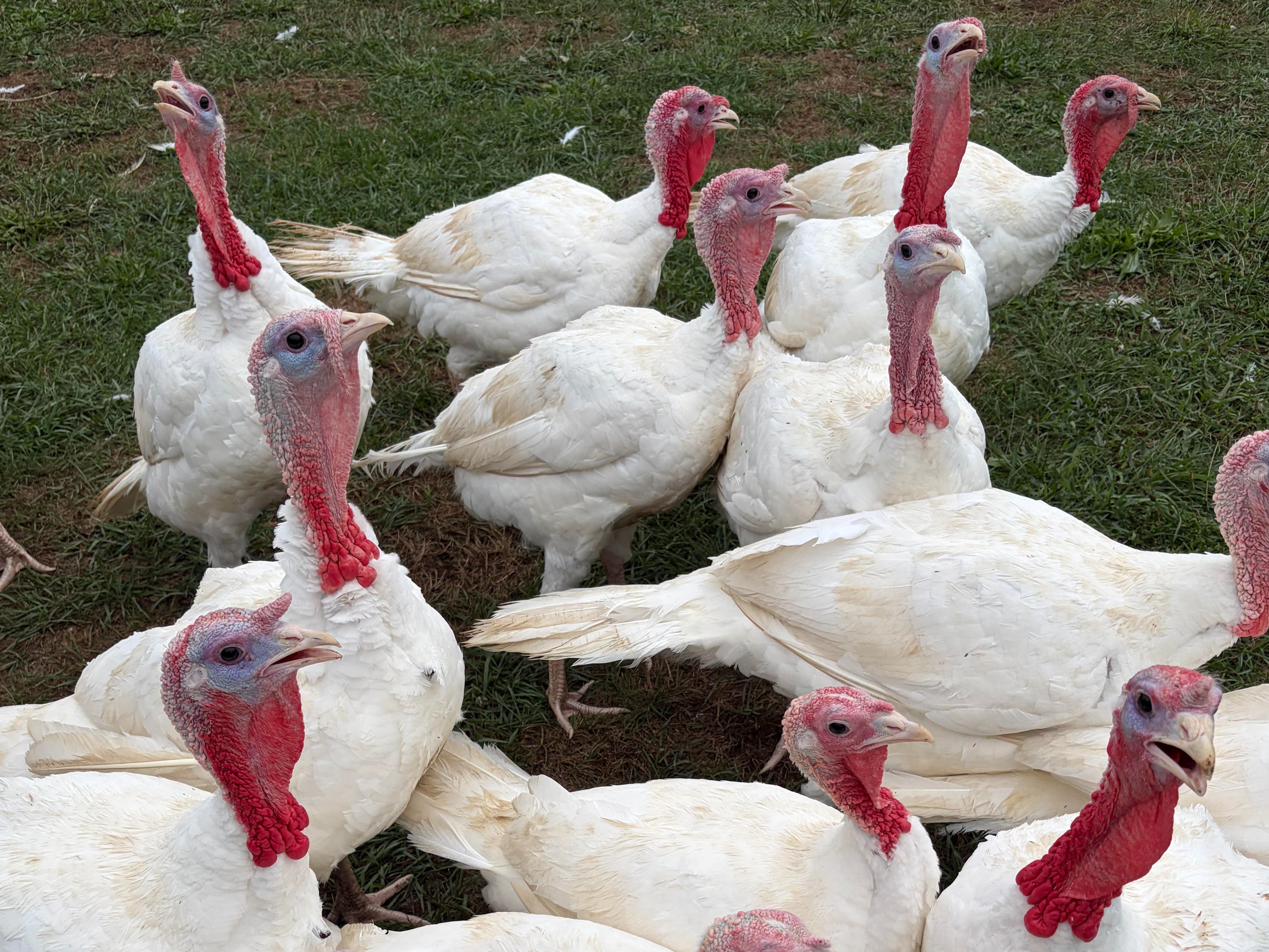 Thumbnail image 3 for Turkey Bone Broth Packet