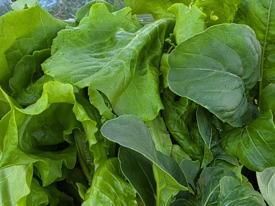 Hydroponic Baby Buttercrunch Lettuce