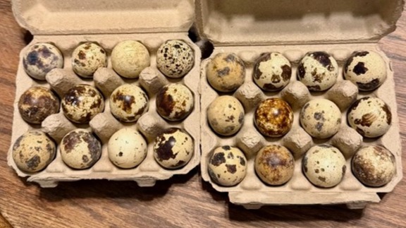 Quail Eggs - 24 Count
