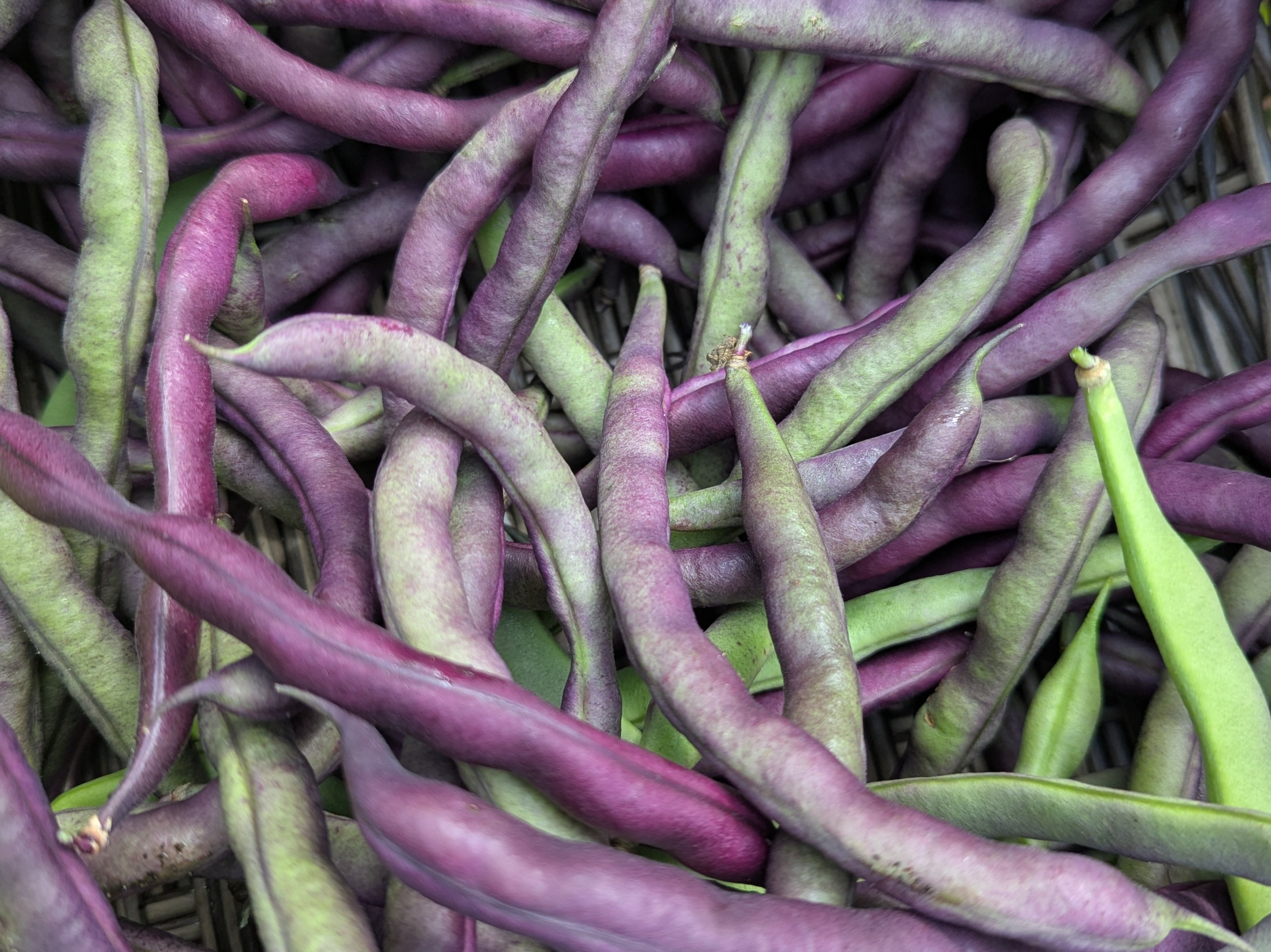 Fresh Heirloom Purple Green Beans