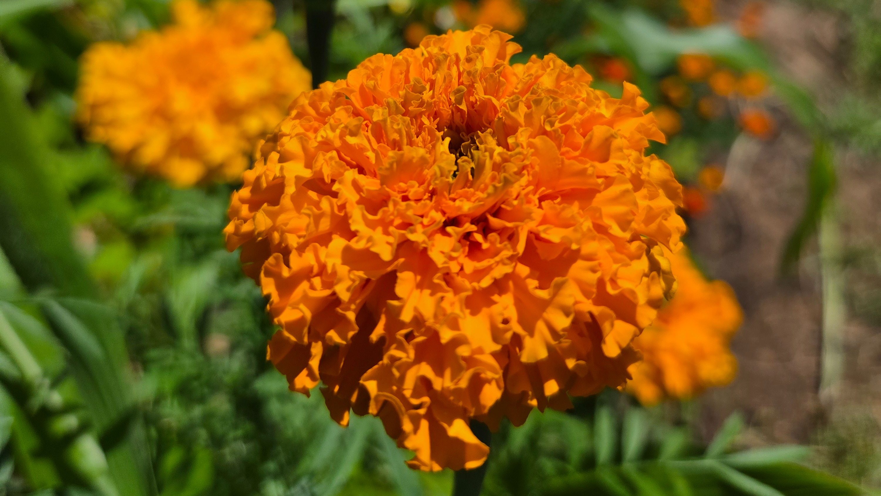 African Marigolds