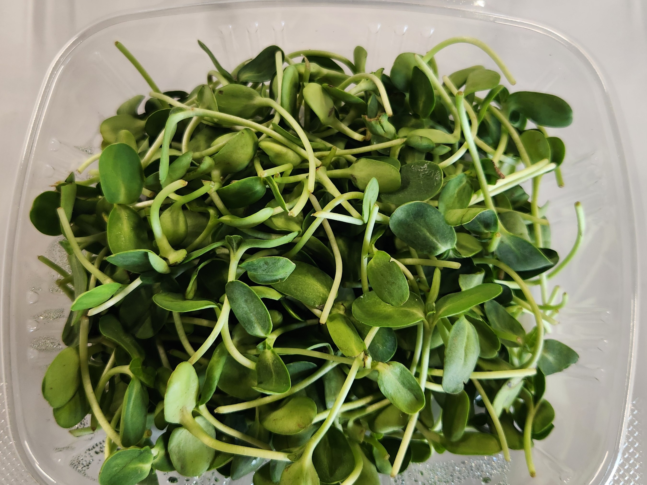 Thumbnail image 2 for Sunflower Microgreens 2 Oz