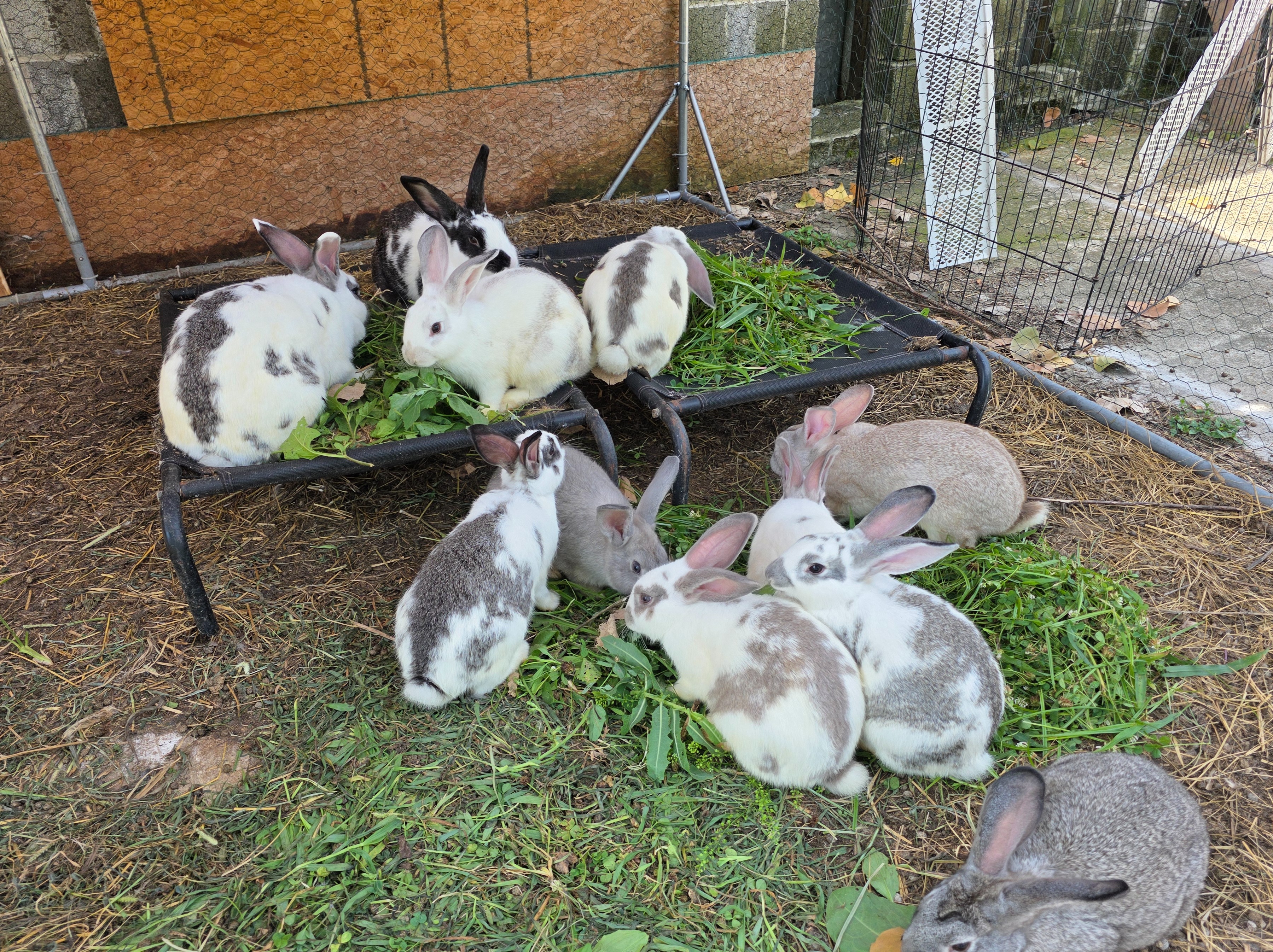 Rabbit Meat