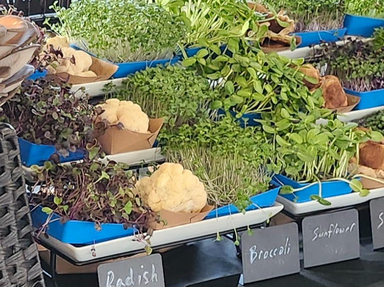Broccoli Microgreens, 5"x5" Live Tray
