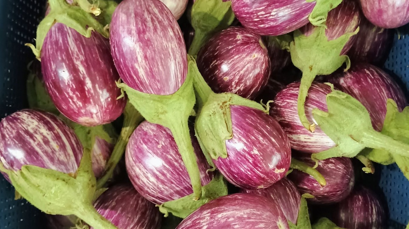 Eggplants (Oval Light Purple)