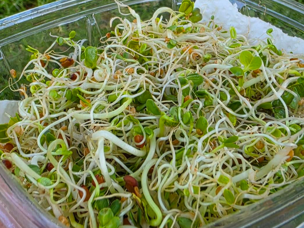 Thumbnail image 1 for Sweet Protein Sprouts