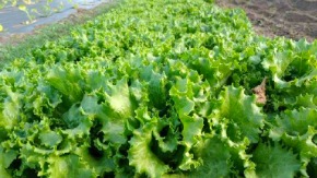 Lettuce Basket