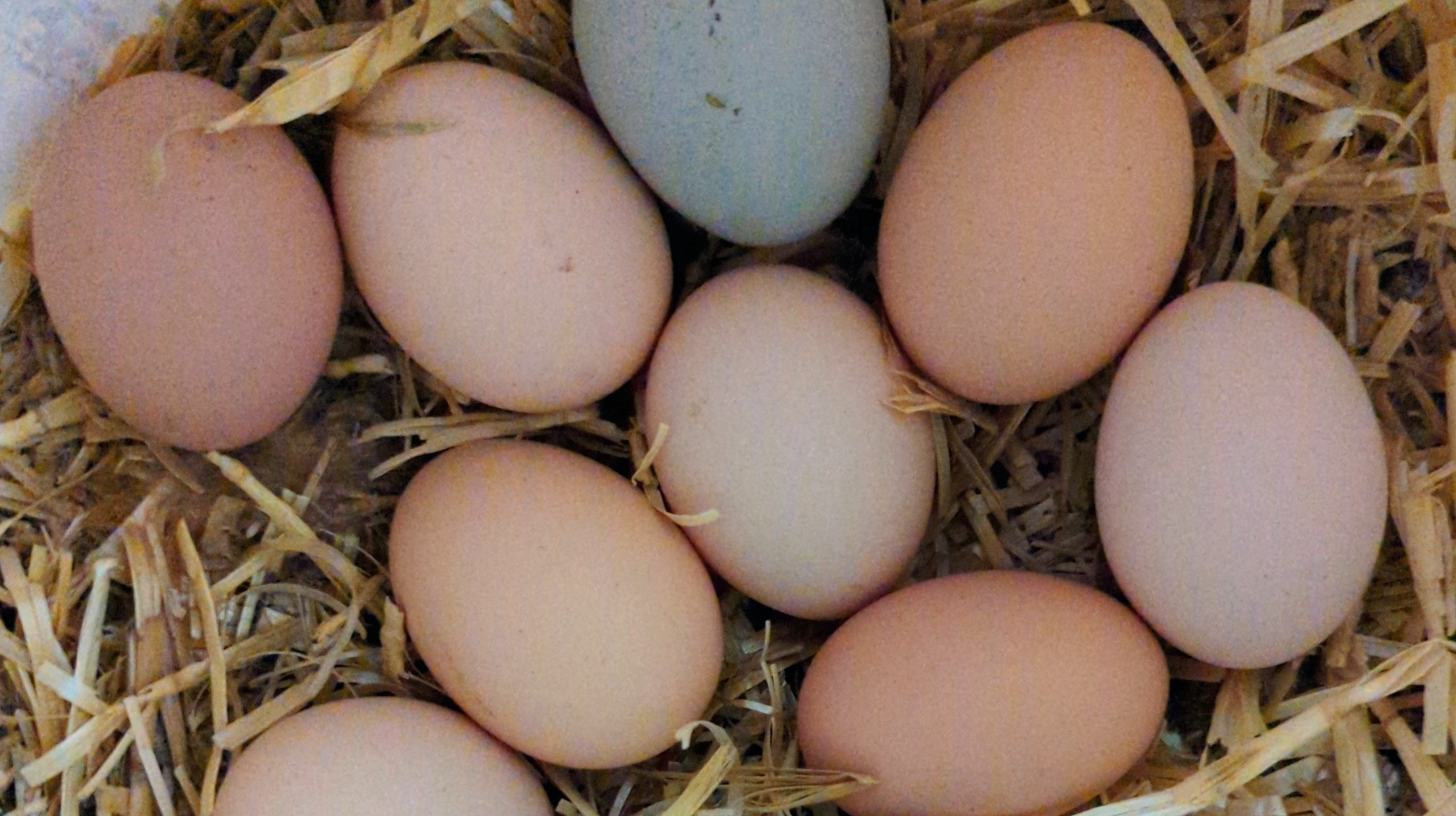 Pasture-Raised Eggs - Half Dozen